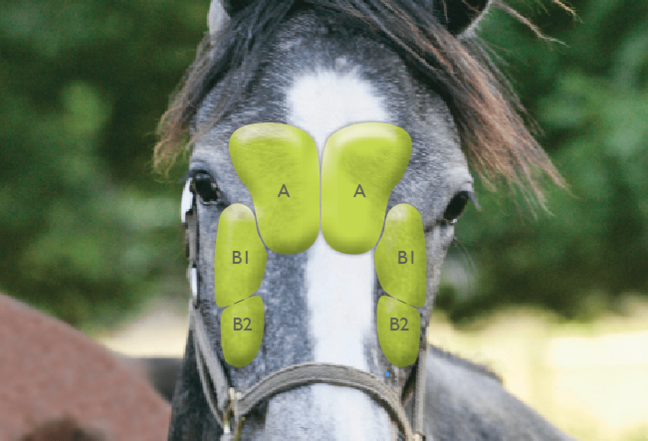 Equine Sinus Disease A Hidden Danger